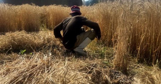 تموين الفيوم : صوامع الفيوم تستقبل القمح من المزارعين ولجان للفرز